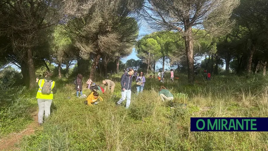 Uma centena de voluntários plantam árvores na Mata do Paraíso em Vialonga