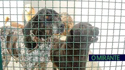 Barquinha reforça investimento na protecção animal