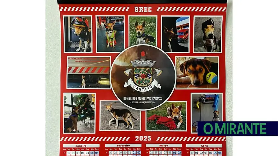 Cão dos Bombeiros do Cartaxo é o protagonista de calendário para ajudar o canil municipal Cão dos Bombeiros do Cartaxo é o protagonista de calendário para ajudar o canil municipal