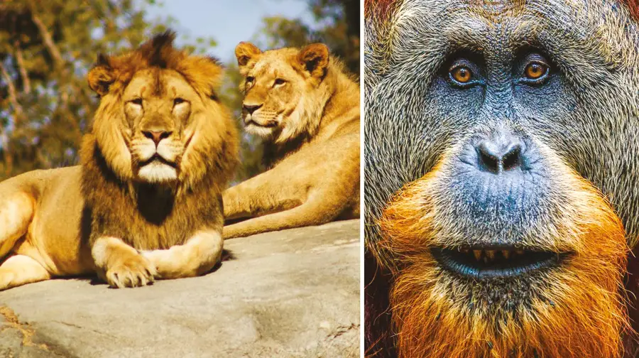 Projecto de Disneylândia na Barquinha não passa de um mega zoológico Projecto de Disneylândia na Barquinha não passa de um mega zoológico