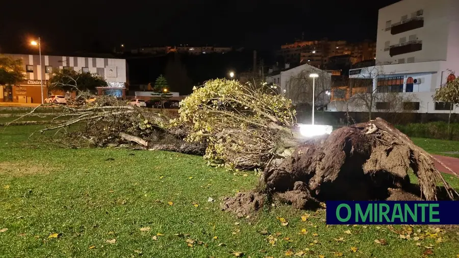 Queda de árvore em Torres Novas leva município a tomar medidas sobre estado do arvoredo