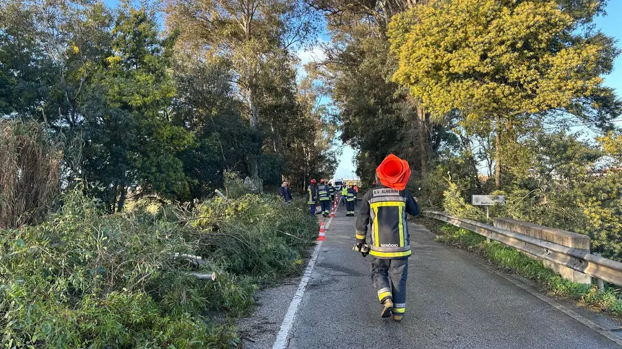 Nacional 118 reabre em Azeitada após seis horas a retirar árvores