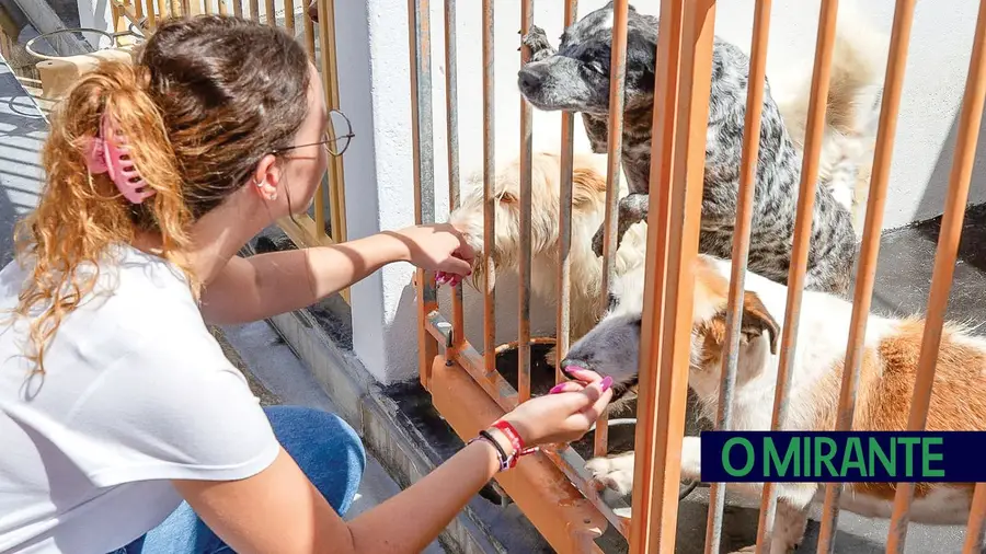 Cães abandonados de Vila Franca de Xira vão ajudar pessoas diabéticas