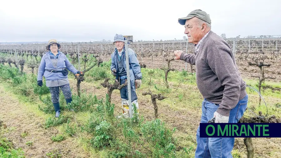 Podas das vinhas são feitas por quem não se pode render à reforma