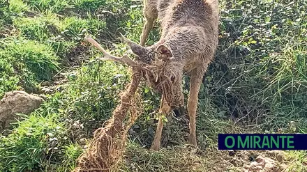 Animais deixados a morrer à fome na Herdade da Torre Bela