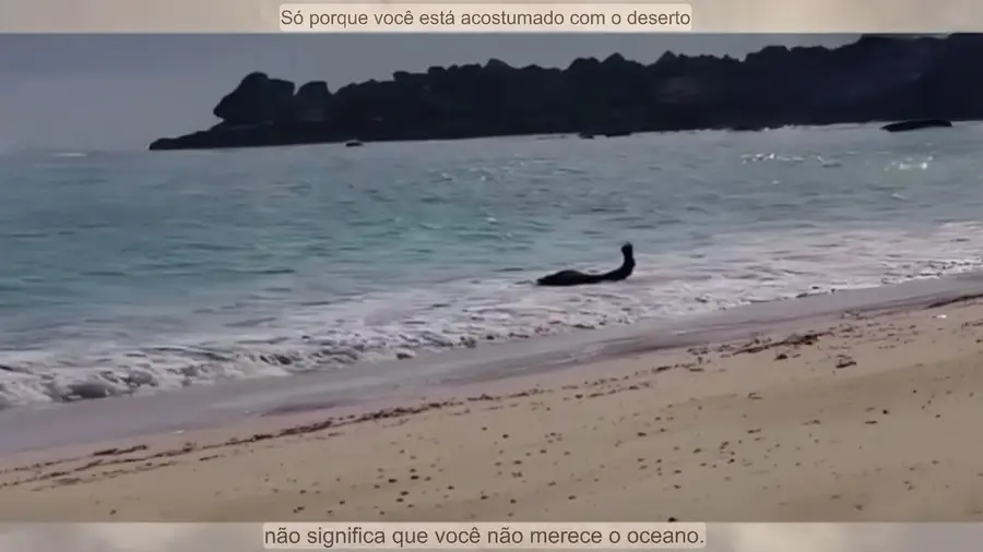 Os camelos também vão à praia e tomam banho de mar