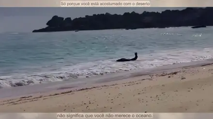 Os camelos também vão à praia e tomam banho de mar