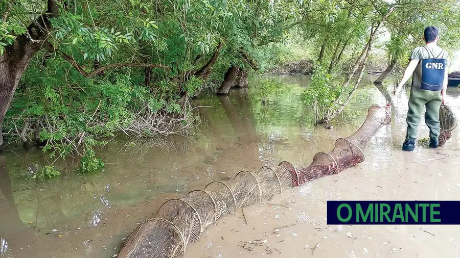 Apreendidas 90 nassas de pesca em área de protecção na Golegã Apreendidas 90 nassas de pesca em área de protecção na Golegã