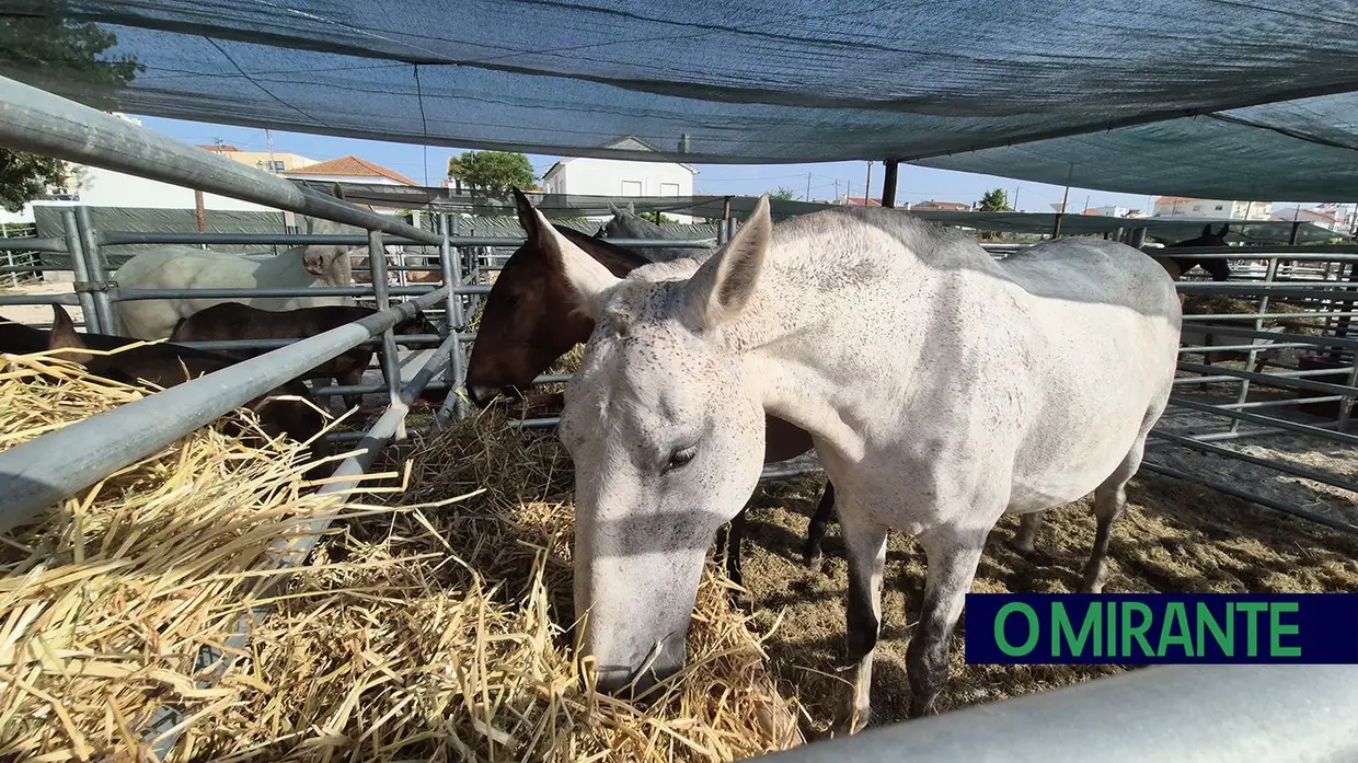 Samora Equestre estreia-se na zona ribeirinha de Samora Correia