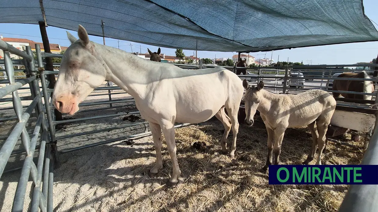 Samora Equestre estreia-se na zona ribeirinha de Samora Correia