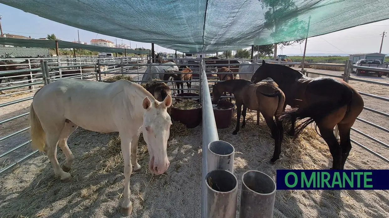 Samora Equestre estreia-se na zona ribeirinha de Samora Correia
