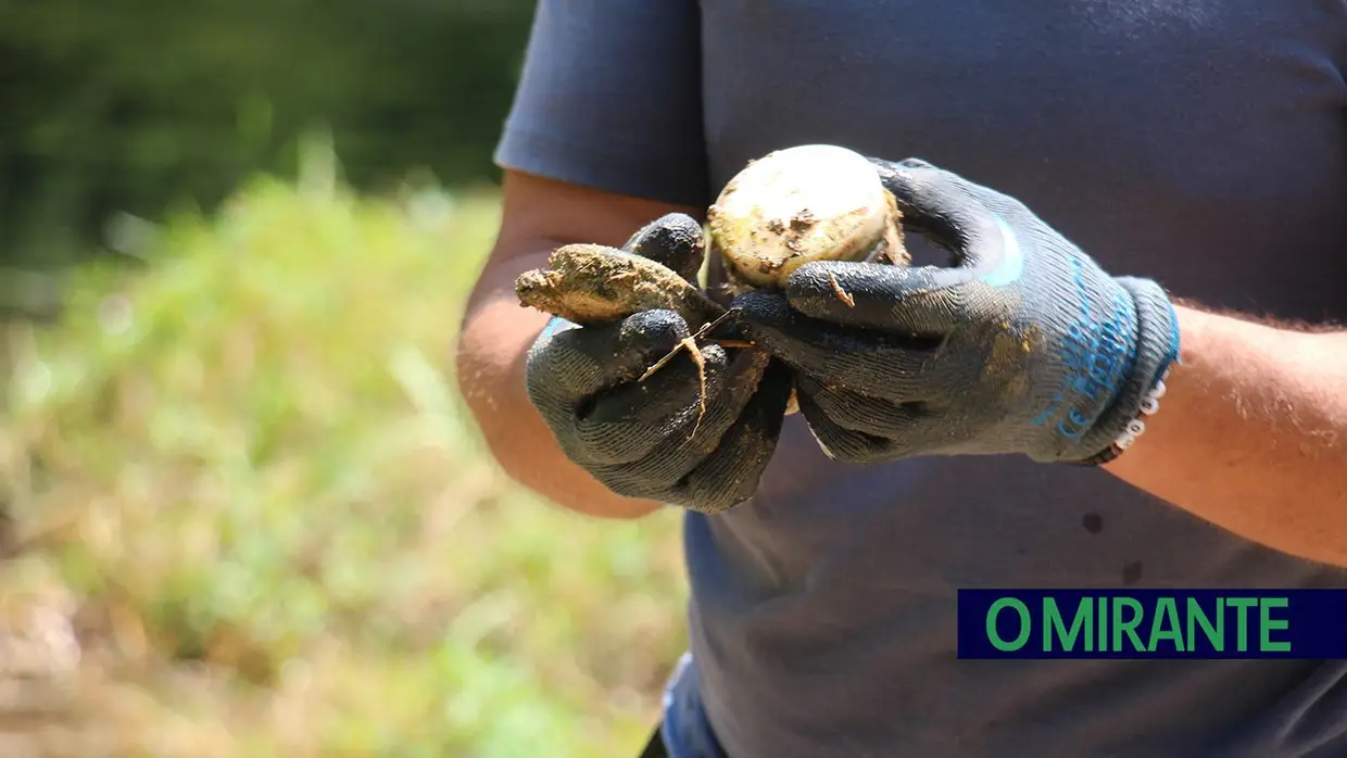 Guarda-Rios renasceram em Torres Novas para limpar e proteger o rio Almonda