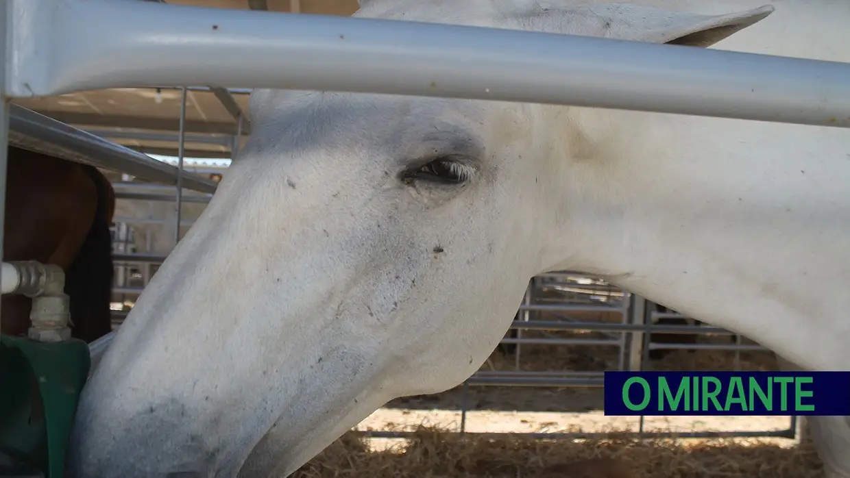 Feira Nacional de Agricultura em Santarém até 15 de Junho