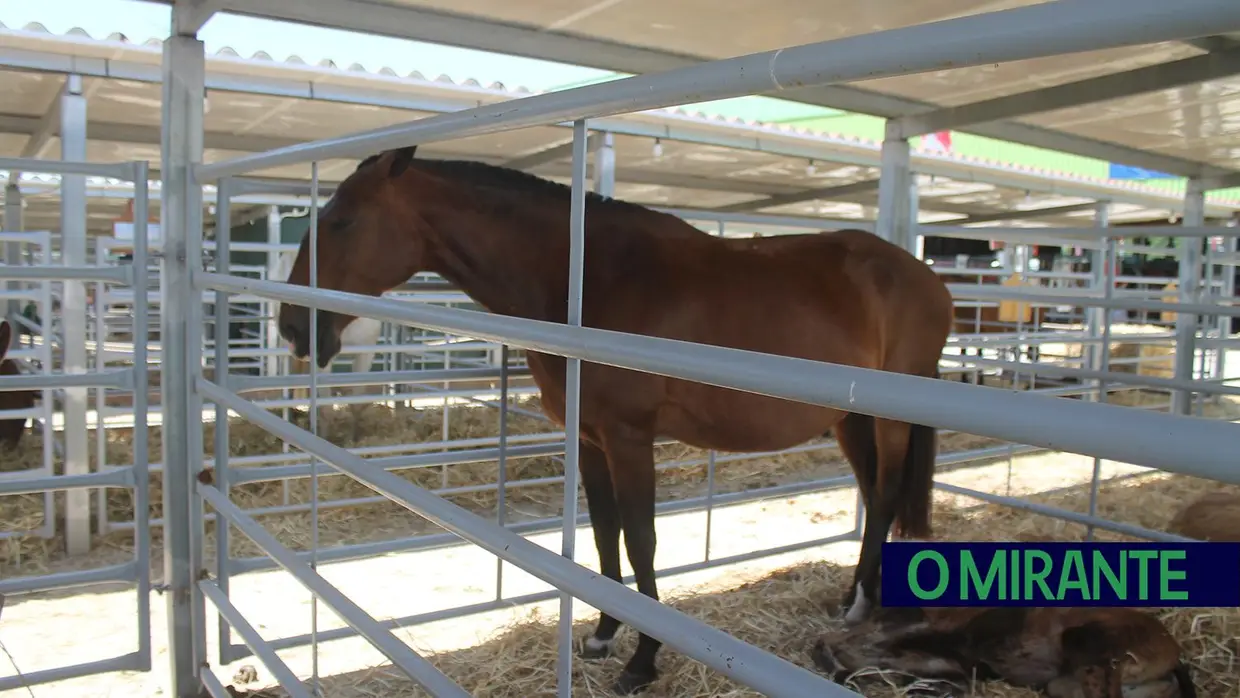 Feira Nacional de Agricultura em Santarém até 15 de Junho