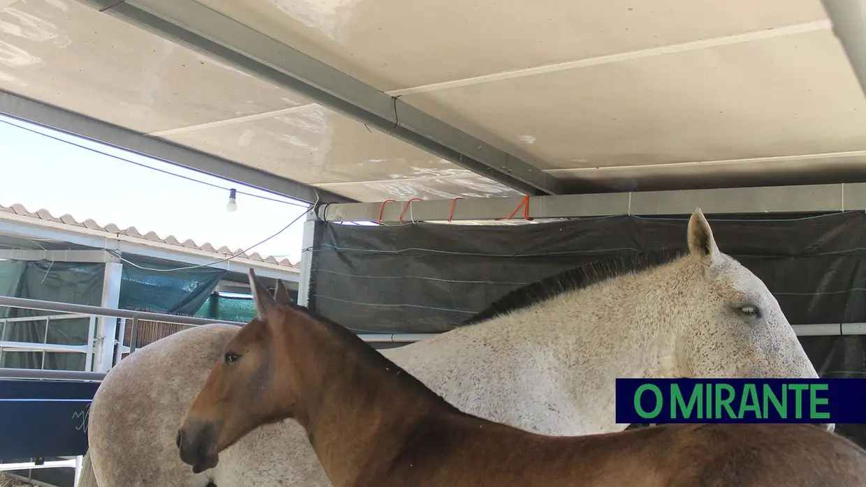 Feira Nacional de Agricultura em Santarém até 15 de Junho