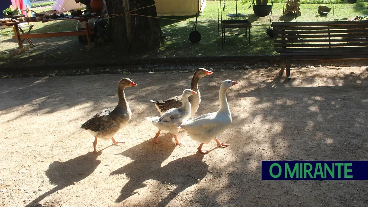 Festa Templária com muita animação até domingo em Tomar