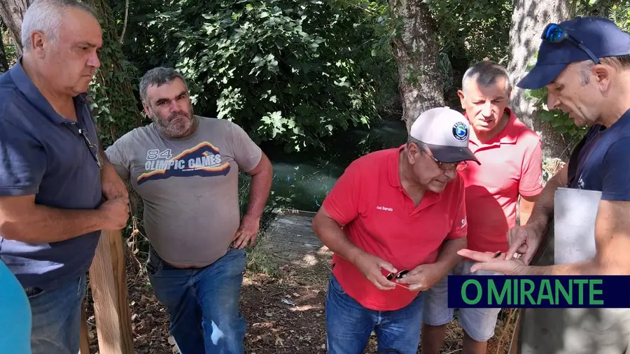 Acção de repovoamento de peixes no rio Almonda um ano após fenómeno de mortandade Acção de repovoamento de peixes no rio Almonda um ano após fenómeno de mortandade