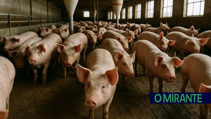 Empresários de explorações suinícolas obrigados a declarar animais em Abrantes Empresários de explorações suinícolas obrigados a declarar animais em Abrantes