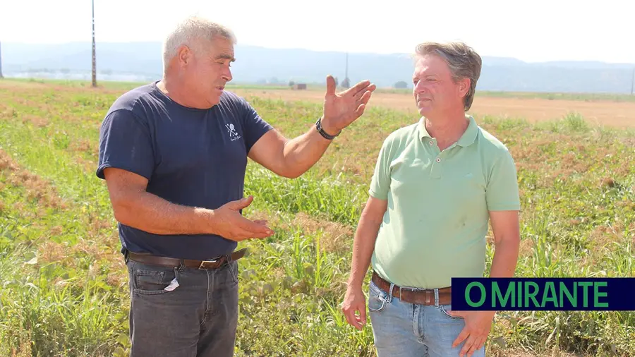 Furtos de melão e melancia preocupam agricultores da Lezíria Furtos de melão e melancia preocupam agricultores da Lezíria