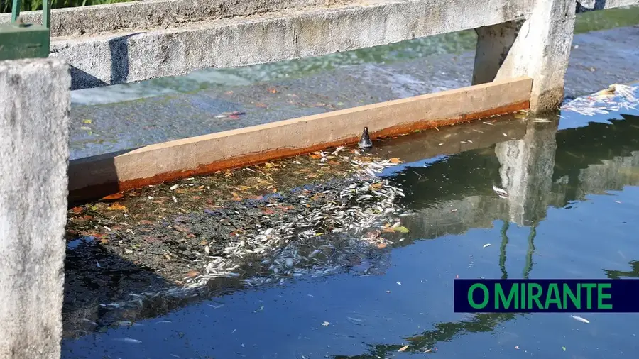 Morte de uma tonelada de peixes no Almonda continua sem culpados Morte de uma tonelada de peixes no Almonda continua sem culpados
