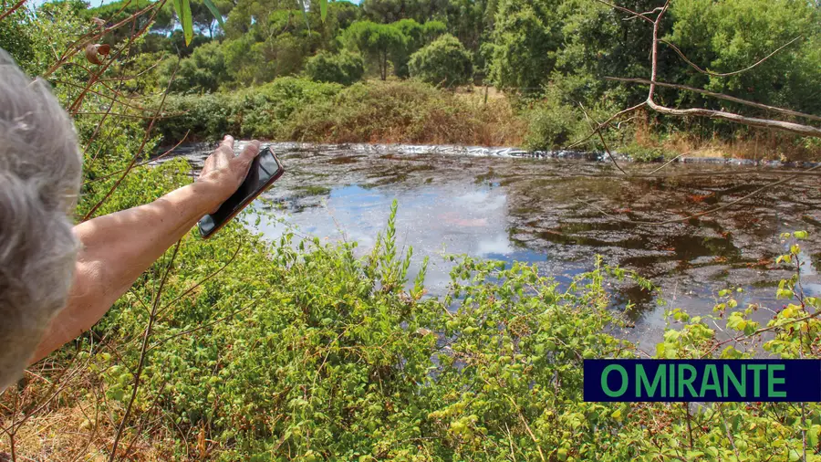Tribunal decreta suspensão a empresa de família de Carreiro da Areia que operava em Setúbal Tribunal decreta suspensão a empresa de família de Carreiro da Areia que operava em Setúbal