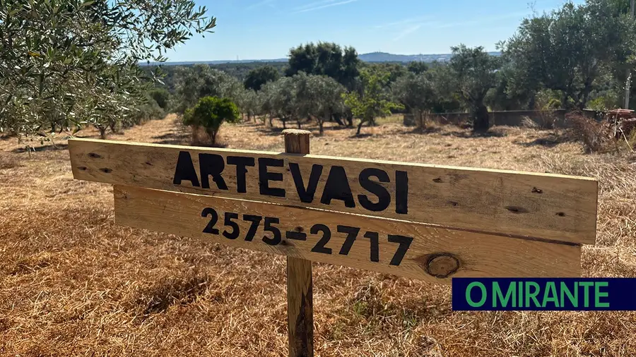 Projecto em Abrantes quer recuperar olival abandonado no concelho