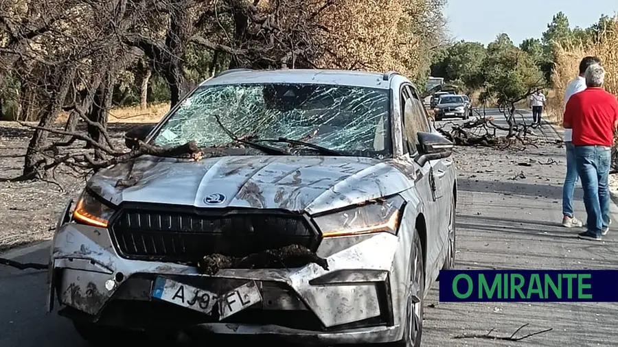 Árvore queimada cai e provoca acidente em Alcanede Árvore queimada cai e provoca acidente em Alcanede
