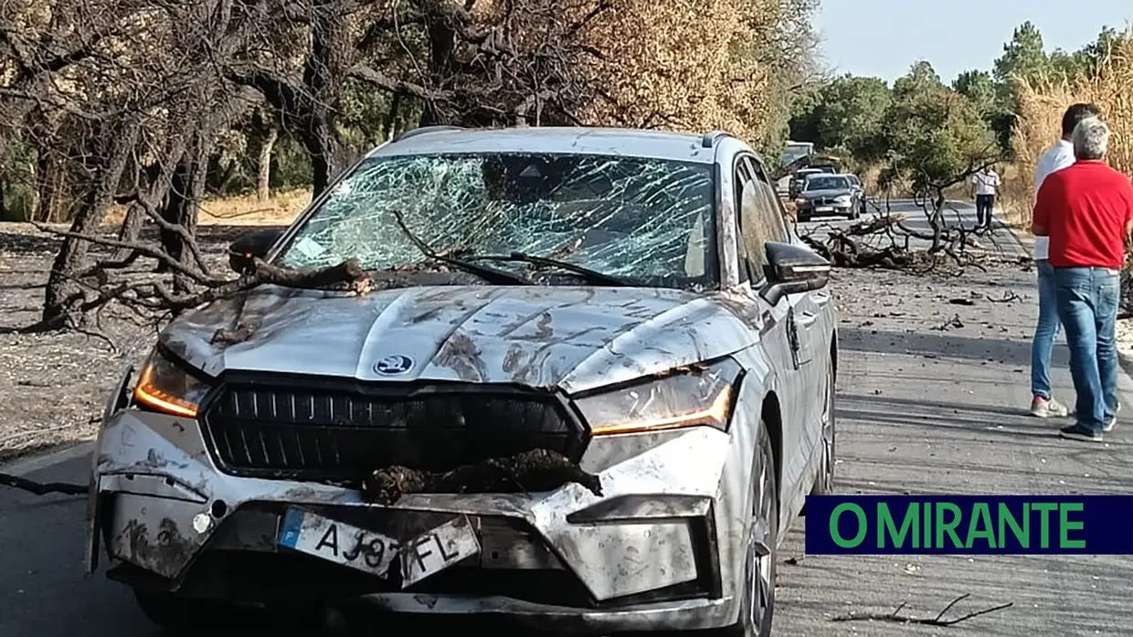Árvore queimada cai e provoca acidente em Alcanede