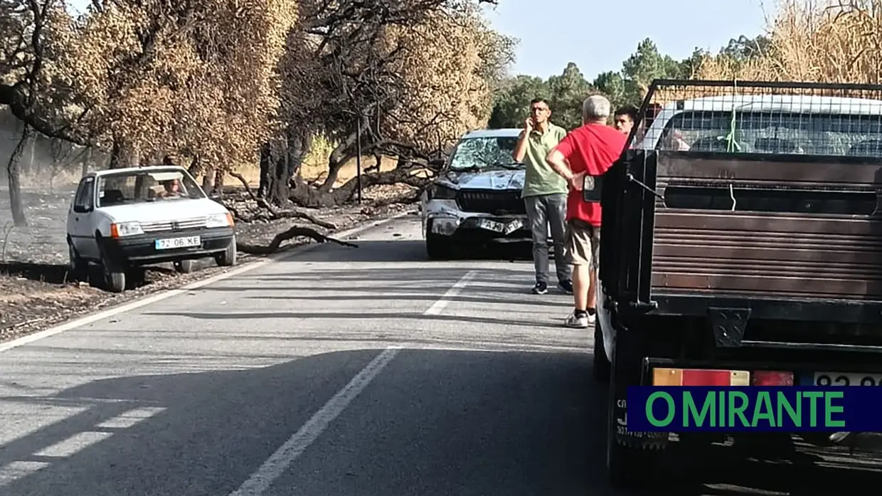 Árvore queimada cai e provoca acidente em Alcanede