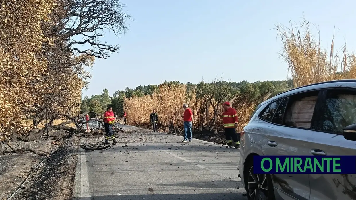 Árvore queimada cai e provoca acidente em Alcanede