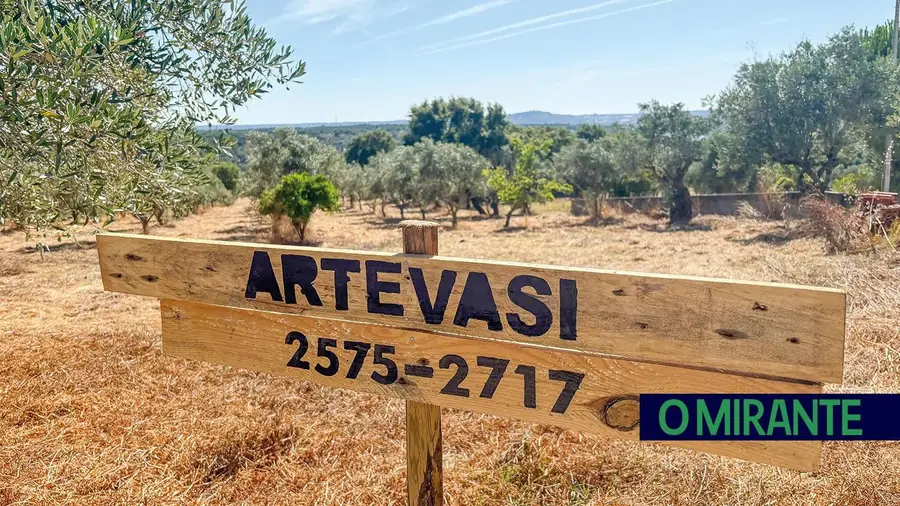 Projecto em Abrantes quer recuperar olival abandonado no concelho