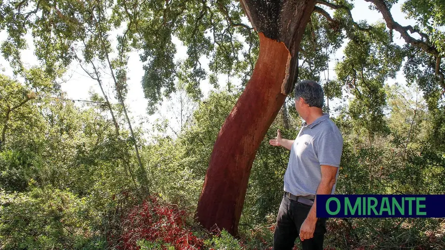 Furtos de cortiça disparam em zonas isoladas de Abrantes, Coruche e Salvaterra de Magos