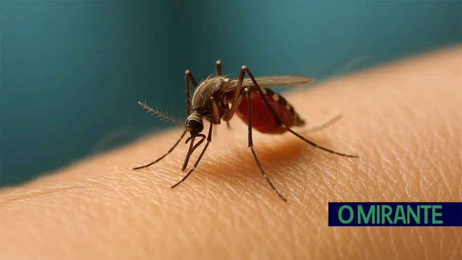 Aumentam doenças transmitidas por mosquitos na Europa