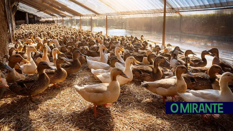 Patos Patos