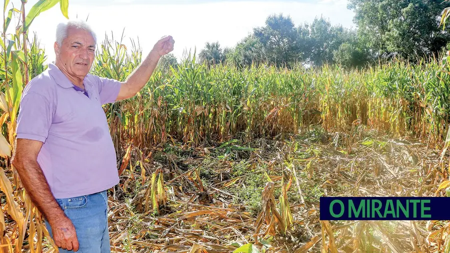 Agricultor perde mais de metade da produção de milho devido aos javalis