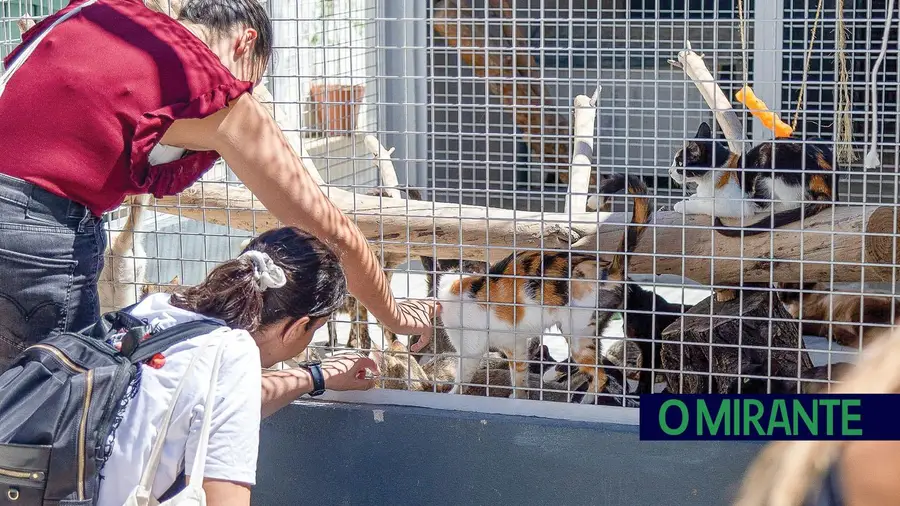 Matança de gatos em Vila Franca de Xira ainda sem responsáveis