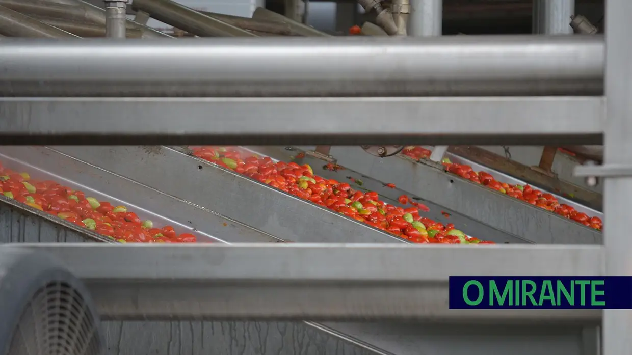 Sugal instala em Benavente a primeira caldeira de biomassa florestal da indústria do tomate na Europa