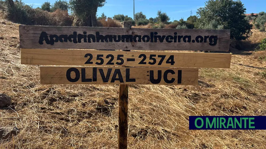 Mais um olival apadrinhado no concelho de Abrantes