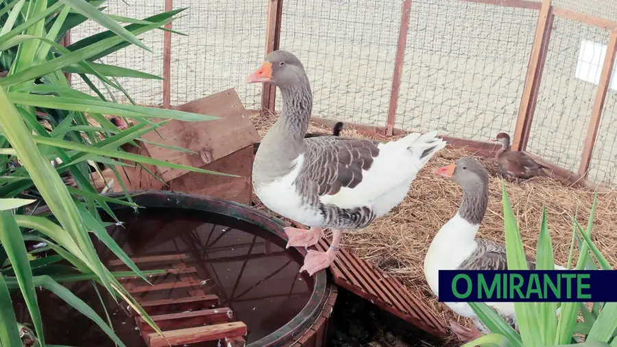 Exposição de aves de capoeira e animais de companhia no Cartaxo