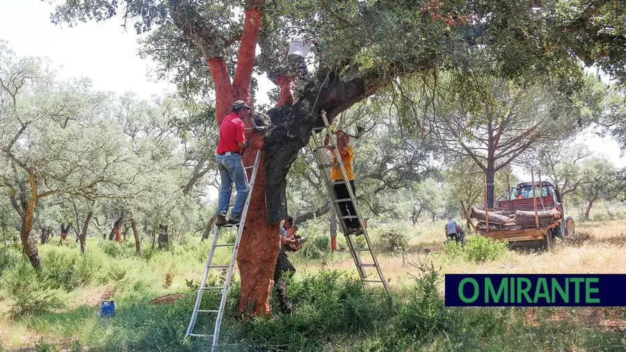 Do som das machadas ao peso da incerteza: a tiragem da cortiça na Companhia das Lezírias