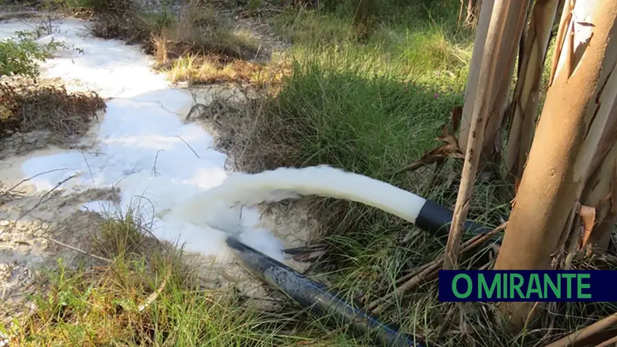 Continuam descargas no rio Maior e ecologistas responsabilizam indústria do tomate
