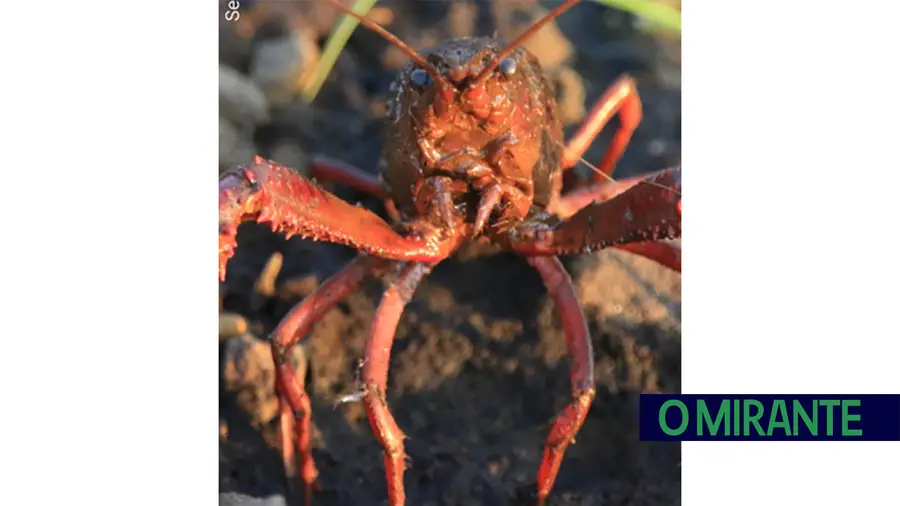 Santarém com projecto para combater espécie invasora de lagostim vermelho