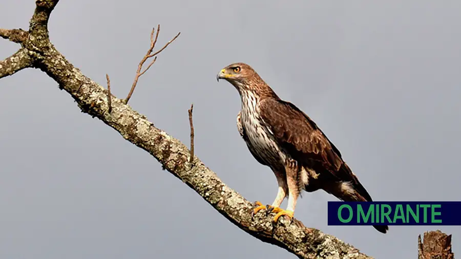 Alenquer, Cadaval e SPEA assinam protocolo para proteger águia-de-Bonelli