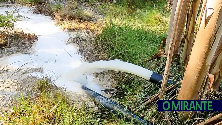 Continuam descargas no rio Maior e ecologistas responsabilizam indústria do tomate