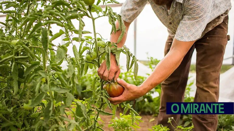 Tagus lança concurso de mais de 300 mil euros para apoiar agricultores do Ribatejo Interior