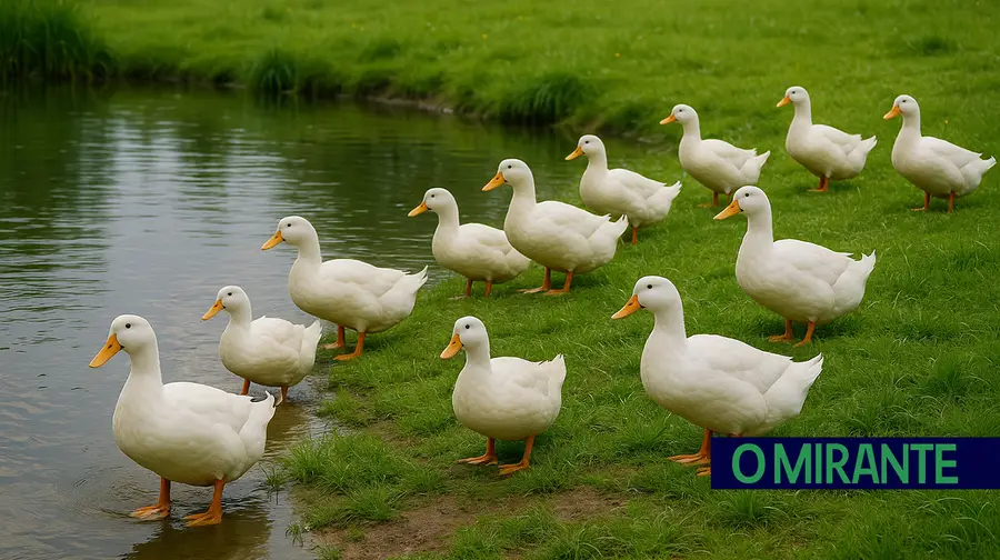 patos