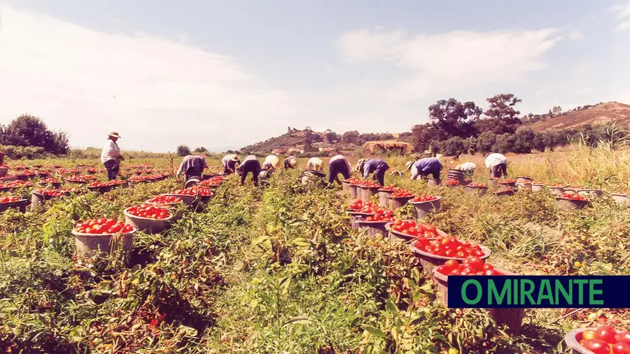 Um problema dos tomates…