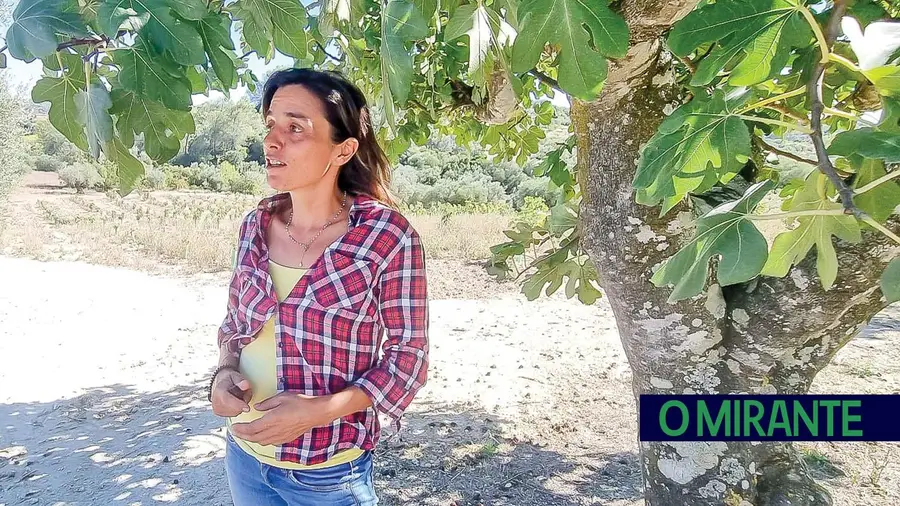 Cultura da figueira em Torres Novas está viva e de boa saúde