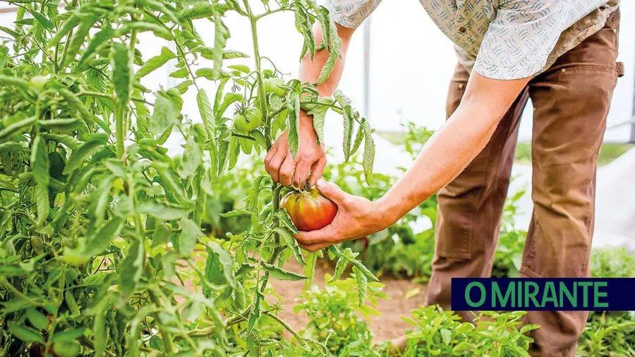 Tagus lança concurso de mais de 300 mil euros para apoiar agricultores do Ribatejo Interior
