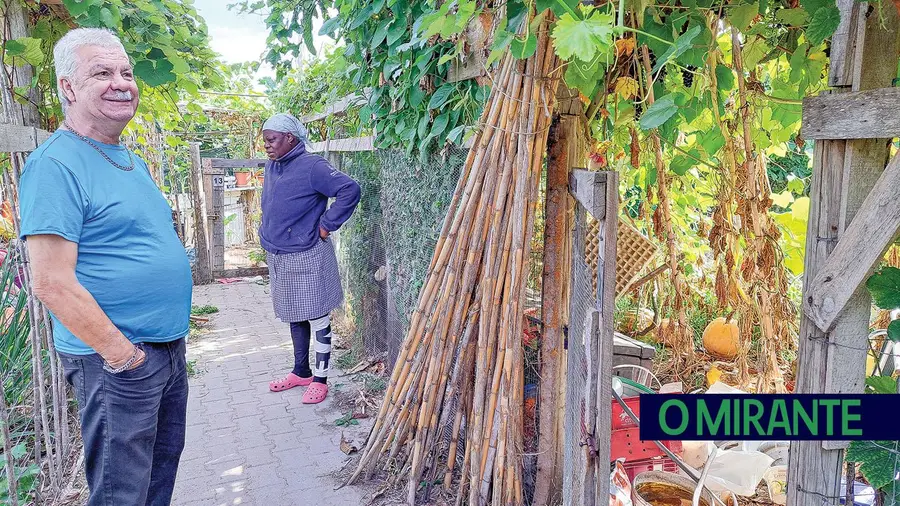 Hortas comunitárias da Póvoa de Santa Iria vandalizadas durante a madrugada